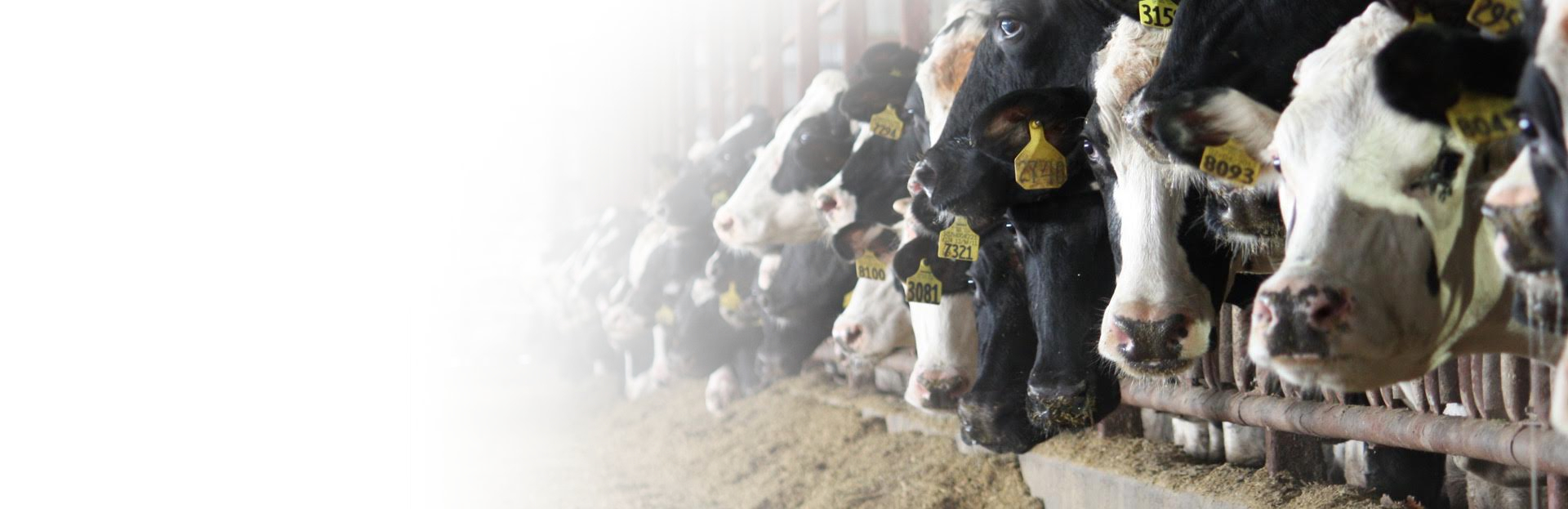 A herd of cows with tags on their ears.